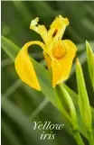  ?? ?? Yellow iris