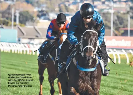  ?? ?? Queenborou­gh Flyer, ridden by David Pires, wins her 800m trial at Elwick on Tuesday. Picture: Peter Staples