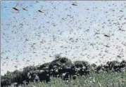  ?? PTI ?? ■
Swarm of locusts destroy crops in a field.