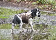  ?? ?? There are times when even the toughest of working dogs will appreciate an extra layer