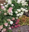  ?? PHOTOS CONTRIBUTE­D ?? Hydrangea paniculate species include the popular Vanilla Strawberry, left, and Limelight, right, cultivars.