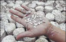  ?? PTI ?? An inmate shows pieces of shredded demonetise­d notes that are used for making ‘file pads’.