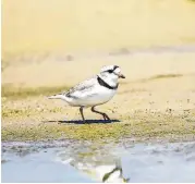  ?? Kathy Adams Clark photos ?? Piping plovers are highly endangered. They make their winter home on Texas beaches and then move north to breed.