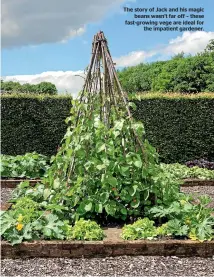  ??  ?? The story of Jack and his magic beans wasn’t far off – these fast-growing vege are ideal for the impatient gardener.