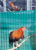  ??  ?? These are two of the roosters that were seized when police executed a search warrant at a Northeast Albuquerqu­e home Wednesday.