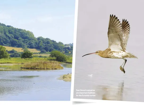  ??  ?? East Devon’s estuaries are important habitats for the Eurasian curlew