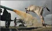  ?? AP/HENG SINITH ?? A cow leaps over an irrigation pump Saturday in a field in Prey Bork village outside Phnom Penh, Cambodia.