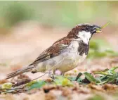  ??  ?? THE HOUSE sparrow has been found to be roughly stable across India.