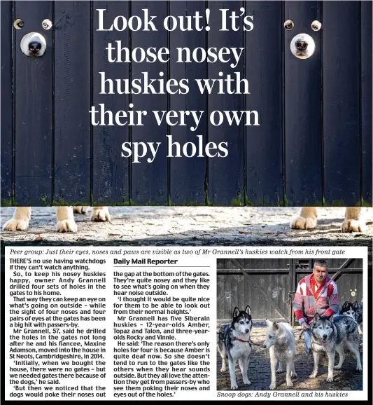  ??  ?? Peer group: Just their eyes, noses and paws are visible as two of Mr Grannell’s huskies watch from his front gate
Snoop dogs: Andy Grannell and his huskies