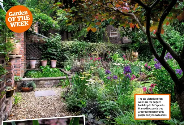  ??  ?? The old Victorian brick walls are the perfect backdrop to Pat’s plants. Framed by a cercis tree are predominan­tly pink, purple and yellow blooms