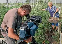  ?? DAN HENRY ?? Country Calendar cameraman Richard Williams films Debbie Campbell harvesting tomatoes.