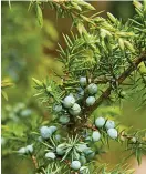  ?? ?? Picture: GETTY
Under threat... juniper berries