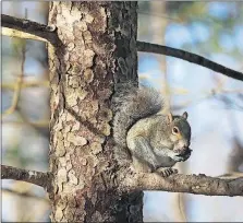  ?? DISPATCH] [ADAM CAIRNS/ ?? A squirrel nibbles on a walnut from a sunlit perch at Inniswood Metro Gardens in Westervill­e last week.