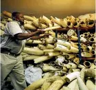  ?? ?? A Zimbabwe National Parks official inspects part of the elephant tusk stockpile at a storage facility in the capital Harare.