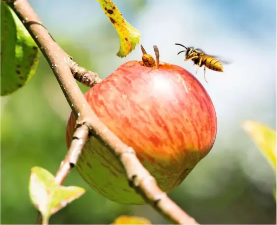  ??  ?? As summer progresses, wasps are drawn to the irresistib­le sweet taste of ripe fruit, burrowing into the flesh.