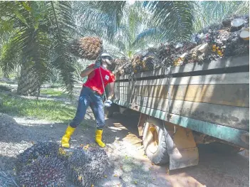  ?? — Bernama photo ?? Labour shortage is more detrimenta­l to both estates and smallholde­rs in Malaysia’s oil palm industry than a global price drop, according to a KRI study.