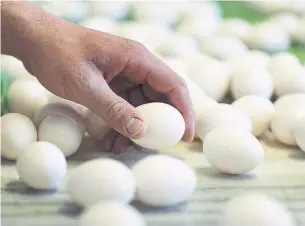  ?? PETER POWER THE CANADIAN PRESS FILE PHOTO ?? More than one million cartons of eggs will be redistribu­ted via an emergency federal program designed to address a key challenge facing farmers: having too much food and nowhere to sell it.