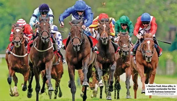  ?? Alan Crowhurst/Getty Images ?? Native Trail, blue silks, is a major contender for the 2,000 Guineas tomorrow