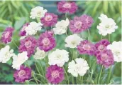  ??  ?? G. 6 Scabiosa Mixed £8.99 (Code R733)