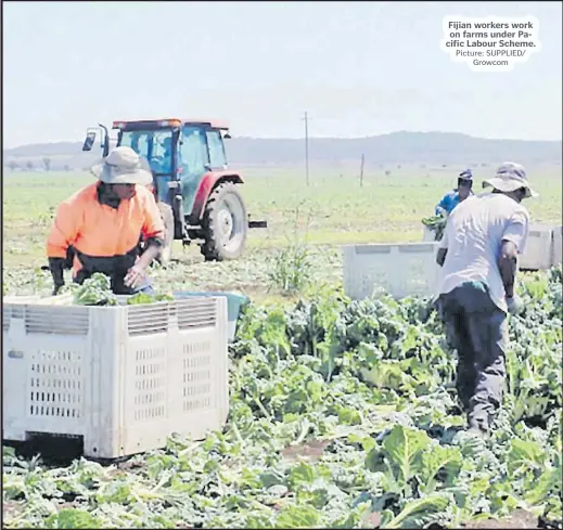  ?? Picture: SUPPLIED/ Growcom ?? Fijian workers work on farms under Pacific Labour Scheme.