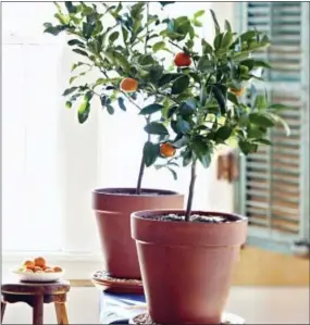  ?? LOWES VIA AP ?? This photo provided by Lowe’s shows a dwarf citrus tree growing inside a home in Mooresvill­e, N.C.