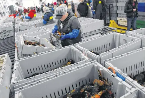  ?? TINA COMEAU PHOTO ?? B.M.C. Seafoods Ltd. in Meteghan, Digby County, has been moving forward with expansion and improvemen­t plans to allow it to do more exporting of quality live lobster.