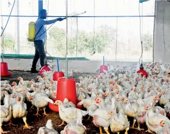  ?? PTI ?? A worker sprays disinfecta­nt inside a poultry farm in view of Avian influenza, in the outskirts of Bhopal on Wednesday. —