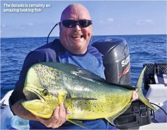  ??  ?? The dorado is certainly an amazing looking fish