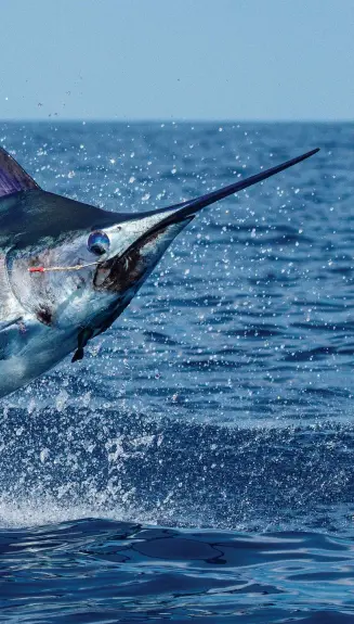  ??  ?? While live-baiting has always been an effective tactic for big marlin off Cabo, many of the recent Black and Blue winners have been caught on lures.