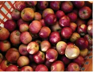  ?? (Special to The Commercial/University of Arkansas System Division of Agricultur­e/Fred Miller) ?? Food science students make apple butter from 2,000 pounds of fruit at the Arkansas Food Innovation Center.