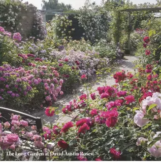  ??  ?? The Long Garden at David Austin Roses.