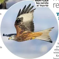  ??  ?? See red kite at Ynys-hir