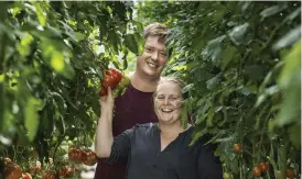  ??  ?? Paret Diana och Johan Kinos hyr växthusen av Söderlångv­ik gård. Tomatplant­orna kommer från Österbotte­n. – Vi har 15 olika sorters tomater som heter allt från ebena och tomawak till aranca och organza. De ser olika ut och fram för allt smakar alla olika, berättar de.