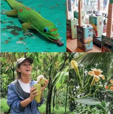  ??  ?? CLOCKWISE: A gold dust day gecko catches some sun outside a café in Kapa‘a; ukeleles made from upcycled oil cans at Hanalei shop Strings n Things. At night, the store holds ukelele concerts; a puakeniken­i, a native Hawaiian flowering shrub, at Lydgate Farm; Kate at Lydgate Farm cracks a smile while breaking open a cacao pod.