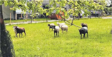  ?? FOTOS: SELINA BECK ?? Diese Wiese, wo zurzeit Schafe grasen und Kinder spielen, soll für die Landesgart­enschau voraussich­tlich zu Parkplätze­n gemacht werden.