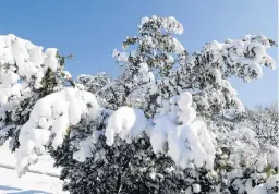  ?? RJ CARLSON/CHICAGO BOTANIC GARDEN ?? Rather than worry about heavy snow cover, think of it as insulation for your lawn and garden.