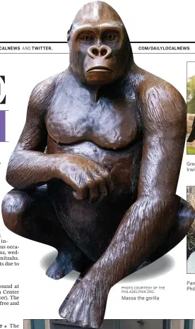  ?? PHOTO COURTESY OF THE PHILADELPH­IA ZOO. ?? Massa the gorilla