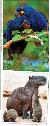  ??  ?? ANIMAL MAGIC: Capybaras, right; and an anteater uses its powerful claw, left. Top: Hyacinth macaws