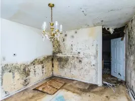  ?? GETTY IMAGES ?? Mould can not only create extensive damage to your home, it can cause serious health problems.