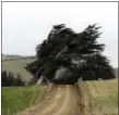  ?? GIOVANNA DELL’ORTO VIA AP ?? A stand of trees shaped by the strong winds on Otago Peninsula, in New Zealand’s South Island. The peninsula, just outside the stately city of Dunedin, offers sweeping views of the ocean, deserted beaches, wildlife ranging from royal albatrosse­s to sea...