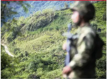  ?? RAUL ARBOLEDA AFP via Getty Images ?? A soldier stands guard in a coca field in Pueblo Nuevo, in the municipali­ty of Briceno, Antioquia Department, Colombia.