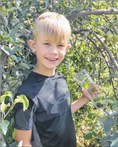  ?? KIRK STARRATT ?? Nine-year-old Clark Boates shows one of the bottles they’re growing Bartlett or William pears inside of for Ironworks Distillery of Lunenburg. The bottles go on in June right after the trees bloom. They press pears for the distillery too, which are...