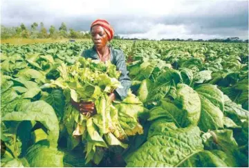 ?? ?? Zimbabwe produced a record crop of nearly 297 million kg largely due to good weather conditions as well as improved agronomy support by the contractor­s. (File Picture)