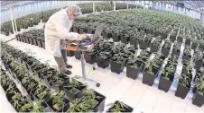  ?? DAN JANISSE/FILES ?? Aphria greenhouse­s in Leamington, Ont. Aphria said Tuesday it is reducing the cash it is offering for Nuuvera from $1 to 60 cents per share, but did not elaborate on the reason behind the move.