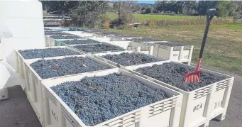  ?? Cross Abbey Provided by The Winery at Holy ?? Ten tons of merlot grapes, picked in Palisade and ready for processing.