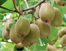  ??  ?? A booming kiwifruit industry helped make Bay of Plenty the fastest growing region in New Zealand in 2015-16.