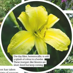  ??  ?? Use day lilies, hemerocall­is, to add a splash of colour to a border. These trumpet-like blooms are short-lived but keep coming