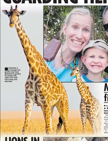  ??  ?? VICIOUS: It is thought the giraffe may have attacked to protect its young calf, right, Finn with mum Katy and dad Sam