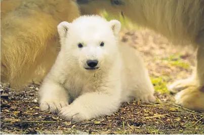  ??  ?? INTEREST: Hamish the four-month-old polar bear has melted hearts around the world