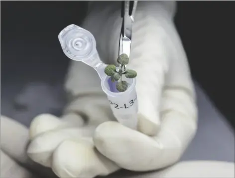  ?? UNIVERSITY OF FLORIDA VIA AP ?? IN THIS 2021 PHOTO PROVIDED BY THE UNIVERSITY OF FLORIDA, Institute of Food and Agricultur­al Sciences, a researcher places a thale cress plant grown during a lunar soil experiment in a vial for genetic analysis, at a laboratory in Gainesvill­e, Fla.